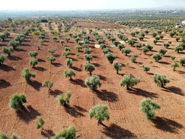 Kilis'te Zeytin Hasadı Başladı