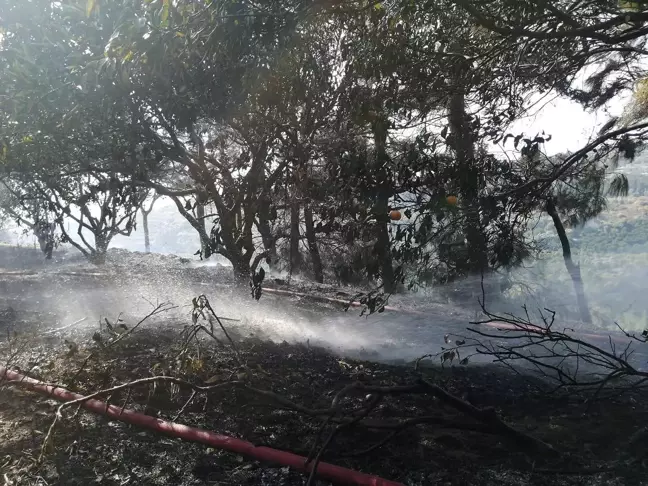 Hatay'ın Samandağ İlçesinde Orman Yangını Söndürüldü