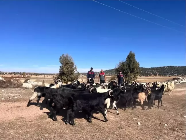 Kaybolan Küçükbaş Hayvanlar Jandarma Tarafından Bulundu