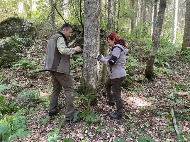 Aynada Kendini Gören Ayının İlginç Tepkisi