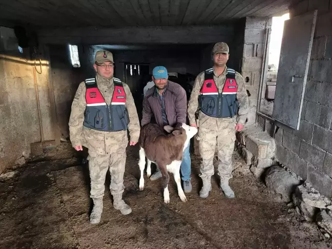 Kilis'te Kaybolan Buzağı Jandarma Ekiplerince Bulundu