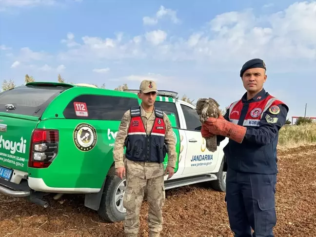 Kilis'te Bitkin Halde Bulunan Kızıl Şahin Koruma Altına Alındı