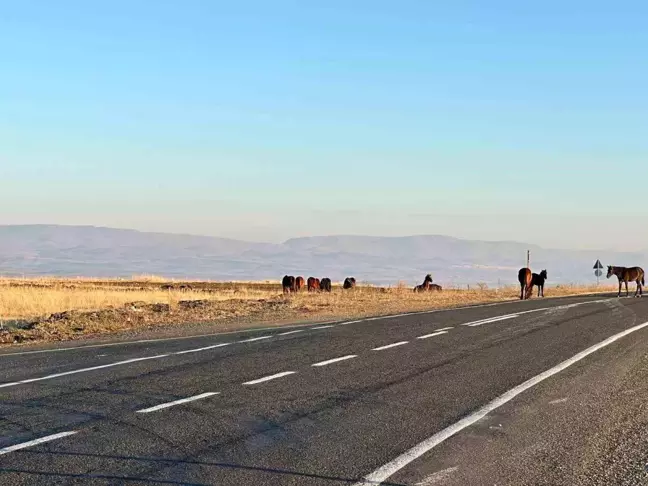 Kars'ta Başıboş Atlar Trafik Güvenliğini Tehdit Ediyor