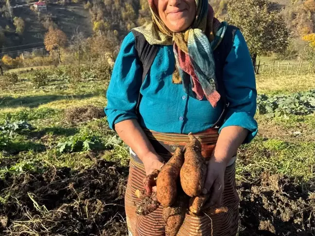 Giresun'da Tatlı Patates Üretimi Yaygınlaştırılıyor