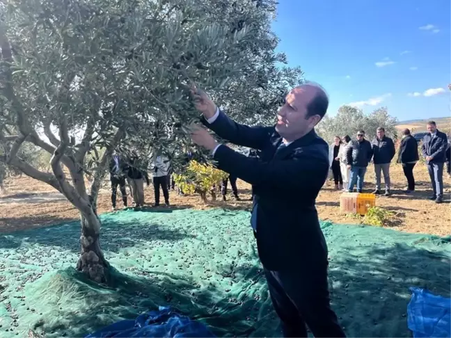 Tekirdağ'da Zeytin Hasadı Etkinliği Düzenlendi