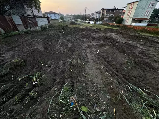 Samsun'da Koruma Altındaki Kum Zambaklarına Zarar Verildi