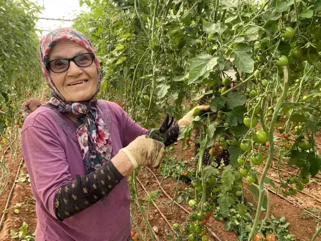 75 Yaşındaki Sevim Nine, Yeğenlerinin Domates Serasında Çalışıyor