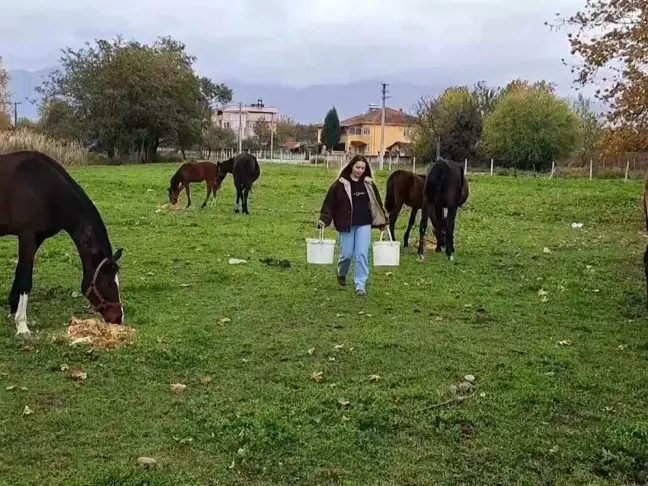 Akyazılı Murat Azizoğlu'nun At Yetiştiriciliği Serüveni