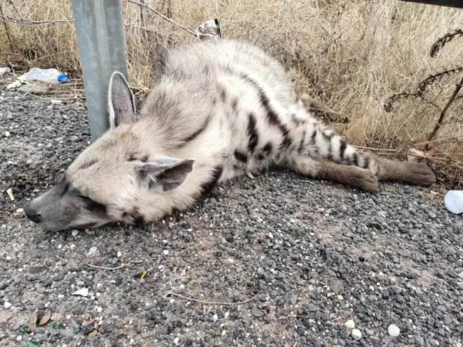 Şanlıurfa'da Nesli Tükenmekte Olan Çizgili Sırtlan Hayatını Kaybetti