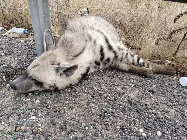 Halfeti'de Nesli Tükenme Tehlikesi Altındaki Çizgili Sırtlan Ölü Bulundu