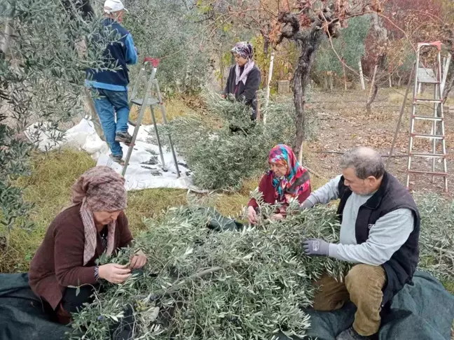 Eskişehir'de Zeytin Hasadı Rekoru: Dönümden 2 Ton Ürün