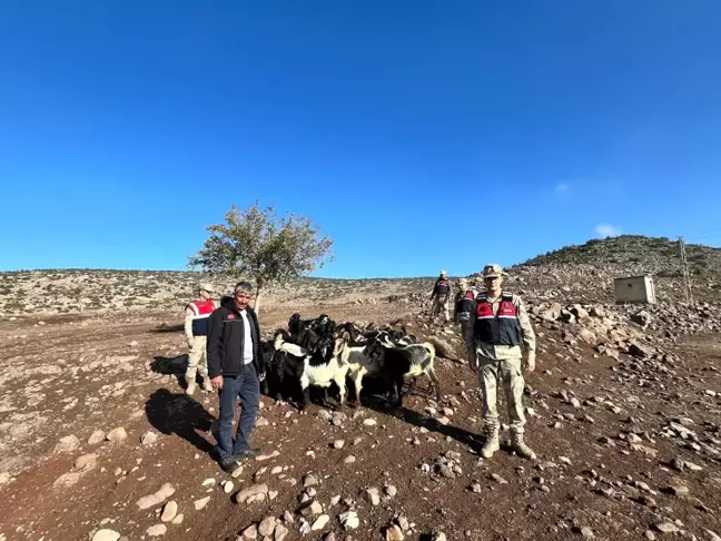 Kilis'te Kaybolan 28 Koyun Bulundu