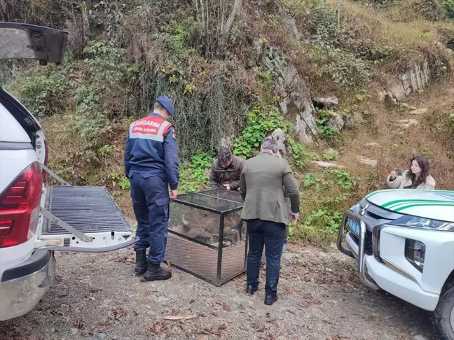 Artvin'de Yaralı Karaca Kurtarıldı