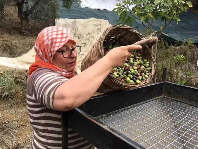 Zeytin Hasadı İçin İşçi Bulamıyorlar