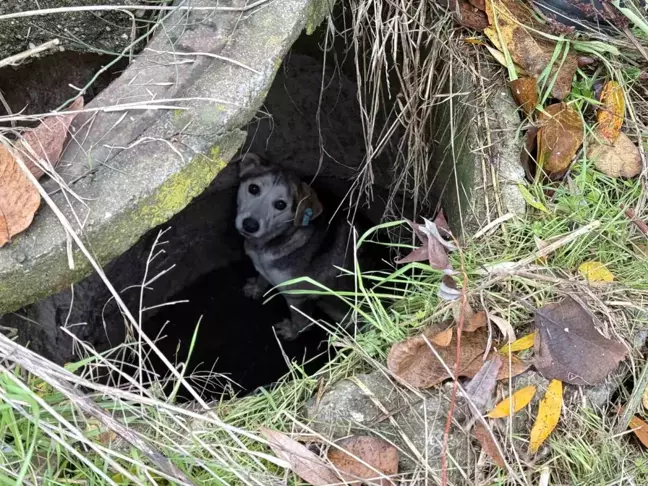 Sakarya'da Mahsur Kalan Sokak Köpeği İtfaiye Tarafından Kurtarıldı