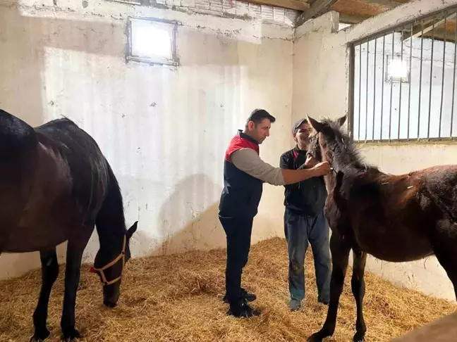 Kırklareli'nde Safkan Atlar Aşılandı