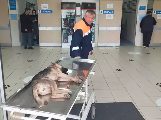 Samsun'da Yaralı Köpek İçin Belediye İşçileri Seferber Oldu