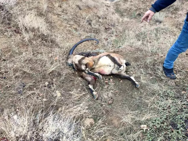 Tunceli'de Yaban Keçisi Avına 650 Bin Lira Ceza