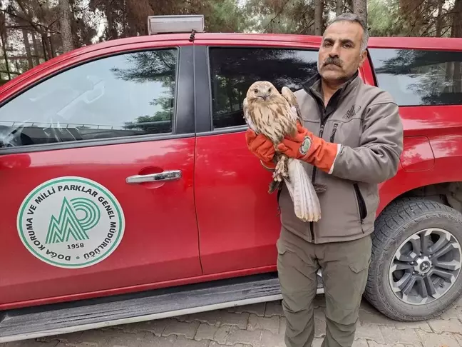 Yaralı Kızılşahin ve Şahin Tedavi Altına Alındı