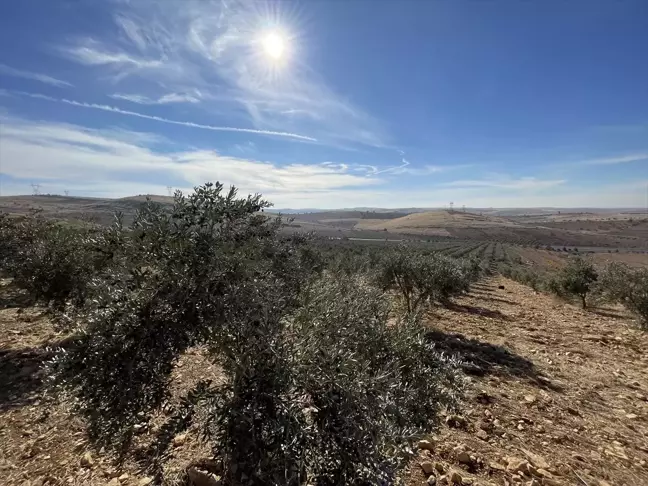 Şanlıurfa'da Zeytin Ağaçları 15 Kat Artarak 3 Milyona Ulaştı