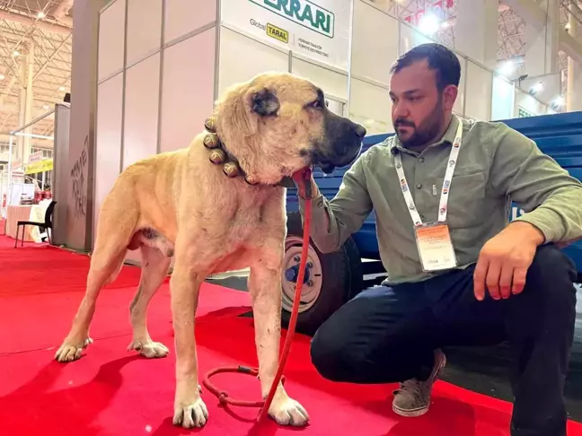 Şanlıurfa'nın Kurtboğan Guregh Köpekleri, Çobanların Vazgeçilmez Dostu