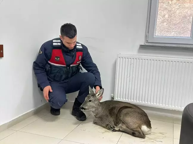 Yaralı Karaca Jandarma Ekiplerince Kurtarıldı