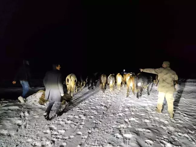 Gümüşhane'de Kayıp Büyükbaş Hayvanlar Jandarma Tarafından Bulundu