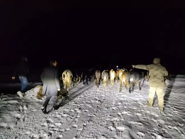 Gümüşhane'de Kaybolan Büyükbaş Hayvan Sürüsü Bulundu