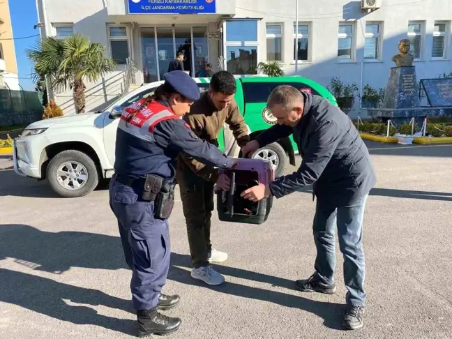 Sakarya'da Kaçak Avlanan Yaban Ördeklerine Cezai İşlem