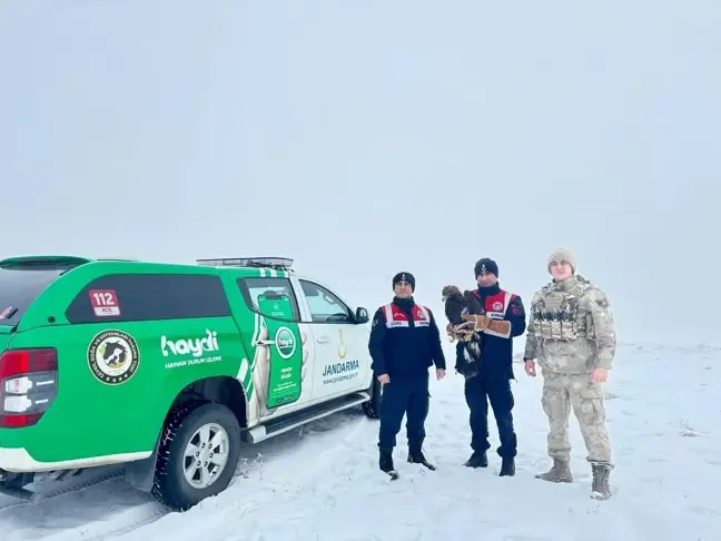 Erzurum'da Bitkin Halde Bulunan Kartal Tedavi Edilip Doğaya Bırakılacak