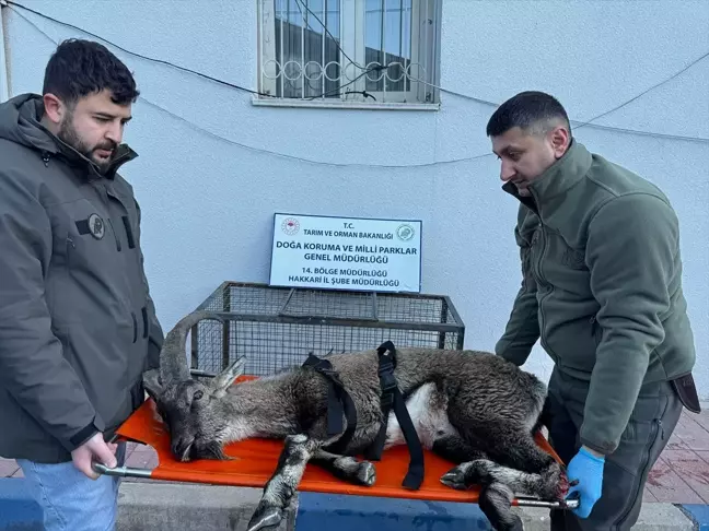 Yaralı Dağ Keçisi Hakkari'de Tedavi Altına Alındı