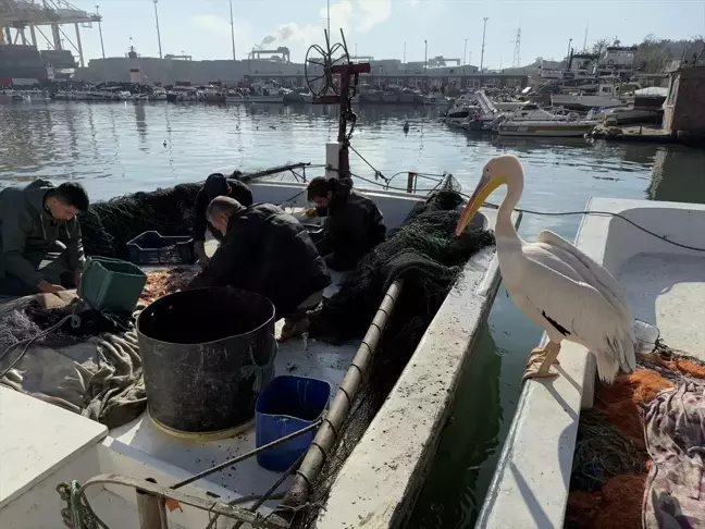 Süleymanpaşa'da Balıkçı Barınağının Maskotu: Pelikan 'Garip'