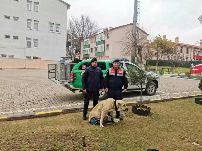 Yozgat'ta Yaralı Köpeğe Yürüteç Tasarlandı