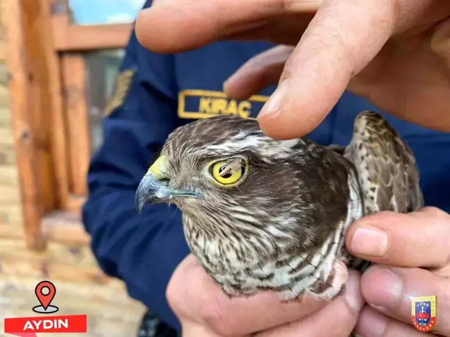 Yaralı Atmaca Kuşu Kuşadası'nda Koruma Altına Alındı