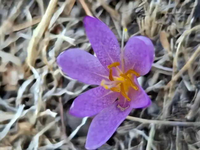 Elazığ'da Yeni Güz Çiğdemi Türü Keşfedildi