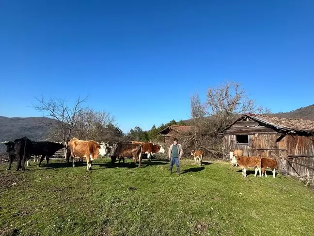 Bolu'da Kaybolan 10 Büyükbaş Hayvan Dron ile Bulundu