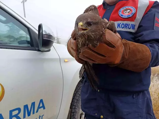 Afyonkarahisar'da Yaralı Kızıl Şahin Koruma Altına Alındı