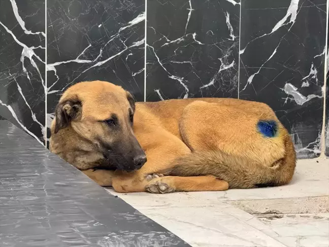 Yaralı Köpek Sağlığına Kavuştu