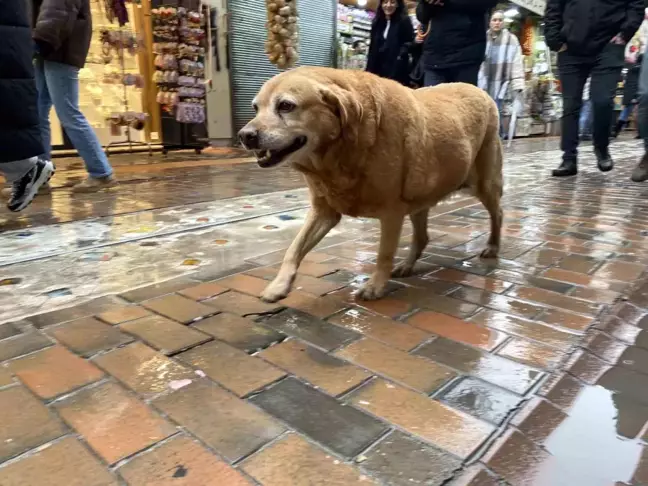 Eskişehir'deki Etkinliklere Eşlik Eden Sokak Köpekleri