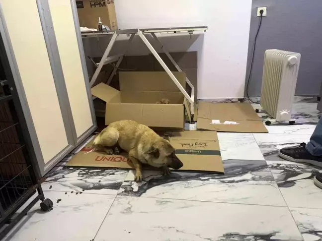 Bir Sokak Köpeğinden Yürek Isıtan Yardım Çağrısı