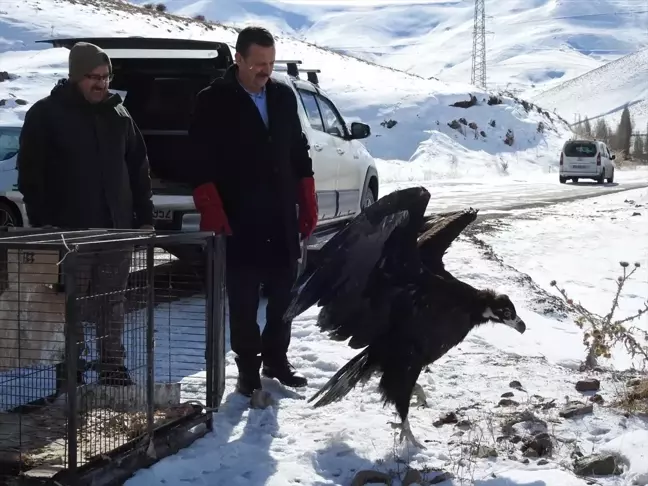 Yaralı Kara Akbaba Tedavi Edilip Doğal Yaşam Alanına Bırakıldı