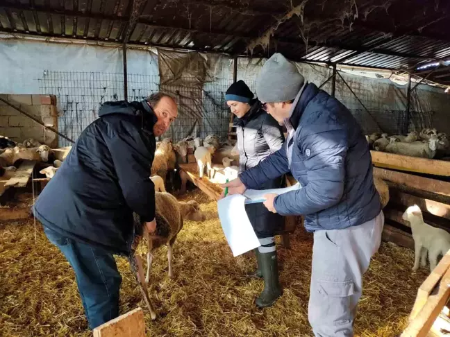 Kırklareli'nde Hayvanların Karantina ve Aşılama İşlemleri Yapıldı