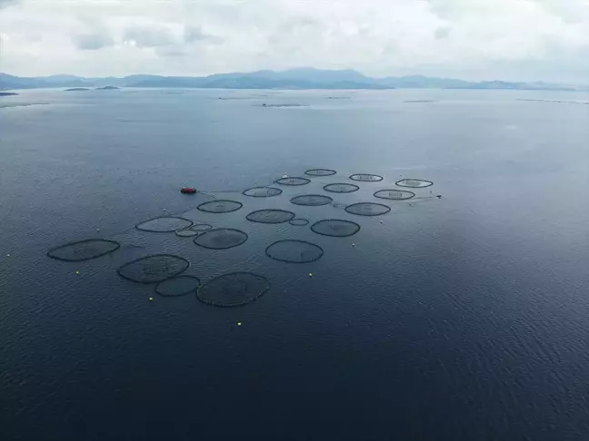 Muğla'dan Su Ürünleri İhracatında Rekor Gelir