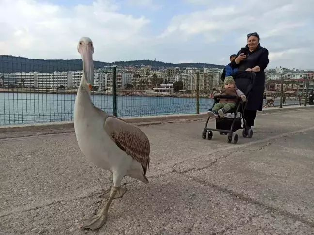 Taşucu'nda Pelikan Halkın Maskotu Oldu