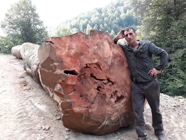 İzmir'de Orman İşçisi Ağaç Devrilmesi Sonucu Hayatını Kaybetti