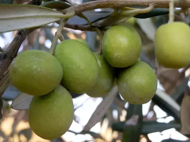 Mersin Mut'ta Zeytin Rekoltesi Düşük Seviye