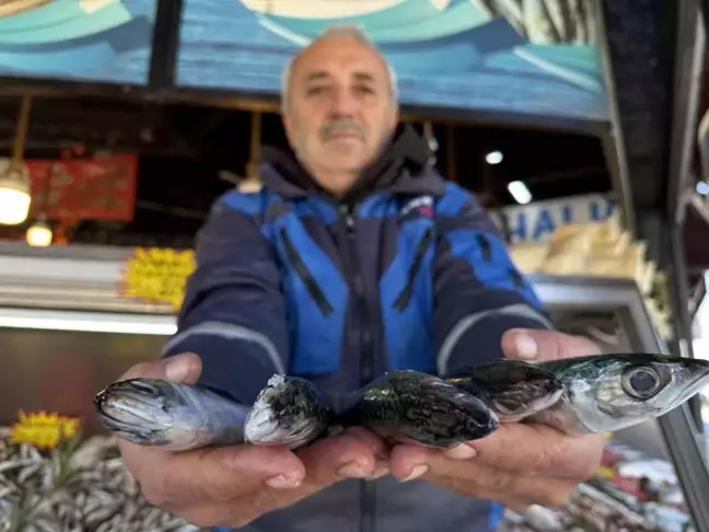 Karadeniz'de Hamsi Azaldı, Palamut Tezgahlara Döndü