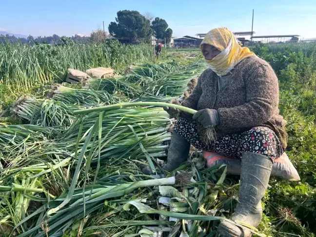 Kadınlar Kış Sebzelerinin Hasadında Hummalı Çalışıyor