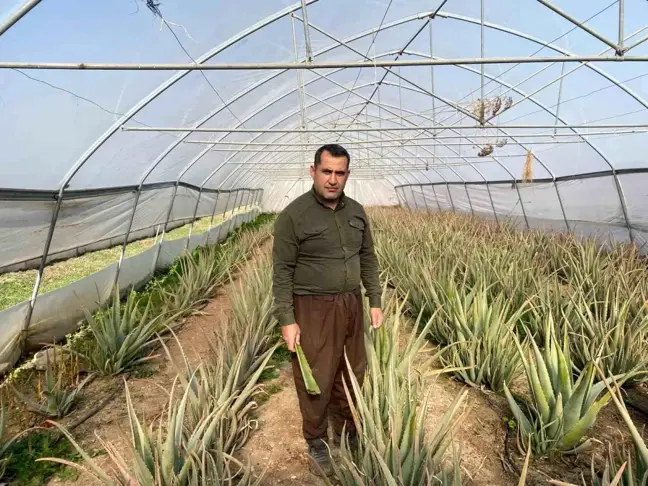 Hakkari'de Aloe Vera Üreten Girişimci Pazarlama Sorunlarıyla Mücadele Ediyor