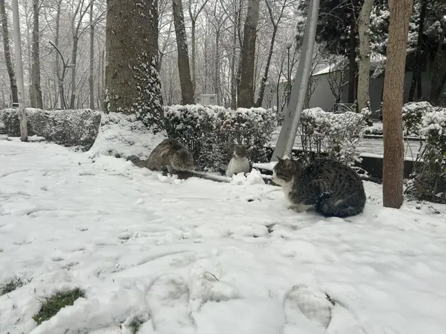 Tahran'a Yılın İlk Karı Yağdı